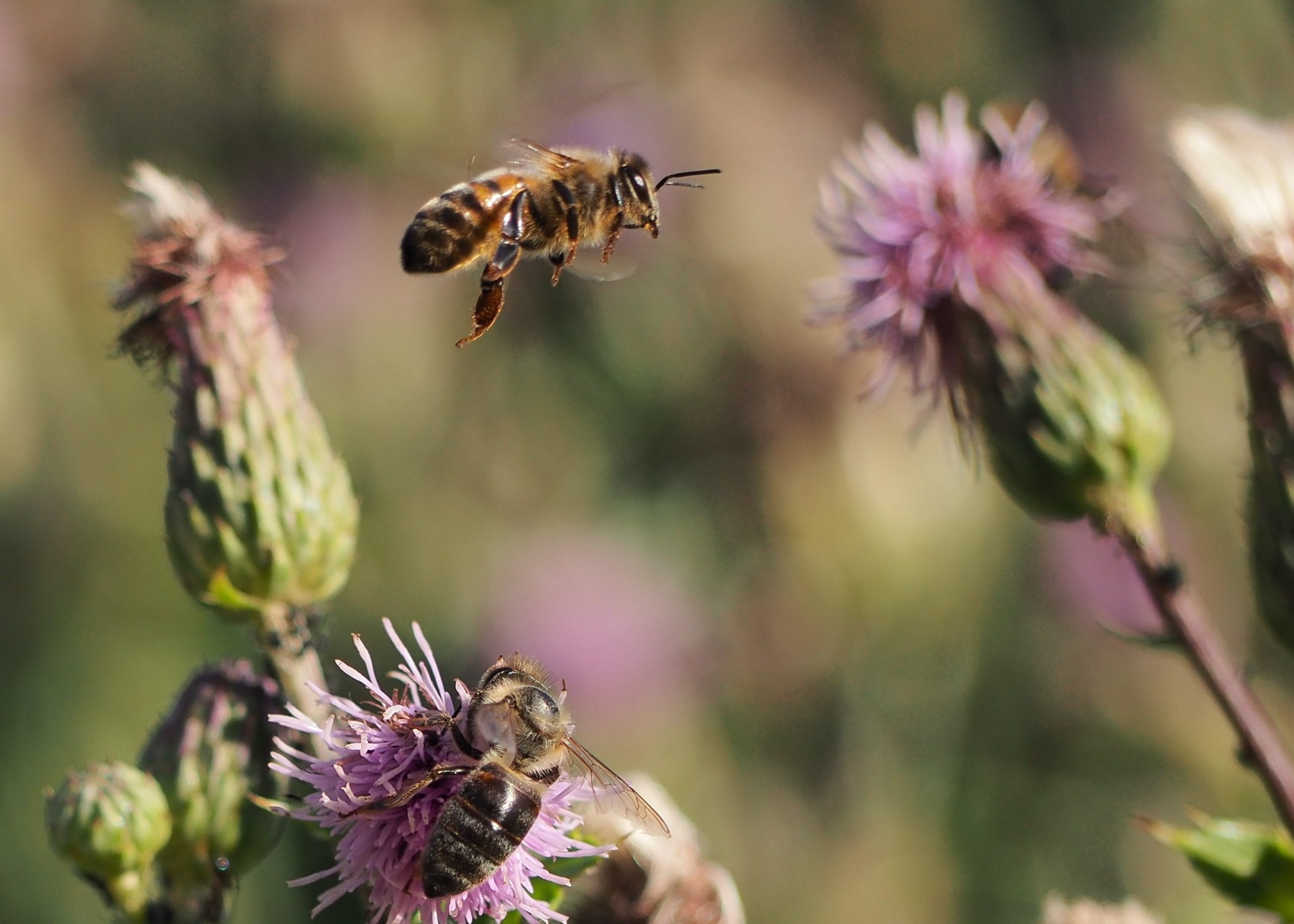 abeille copyright rémi rivollier