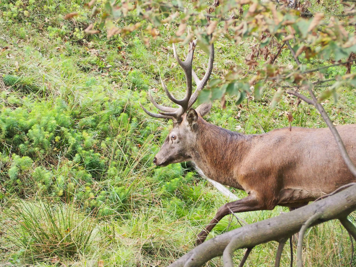 photo-cerf-remi-rivollier