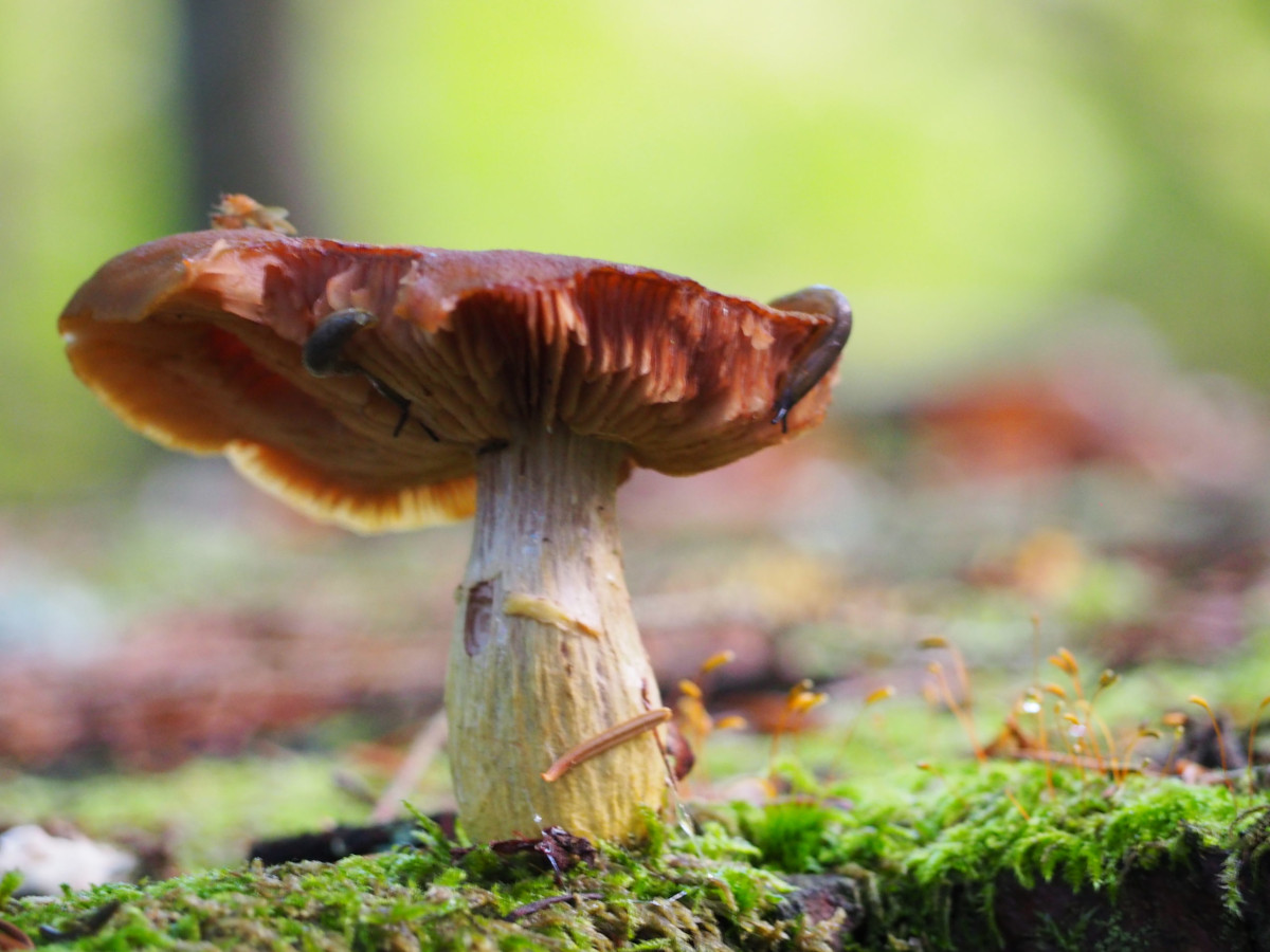 photo-champignon rémi rivollier