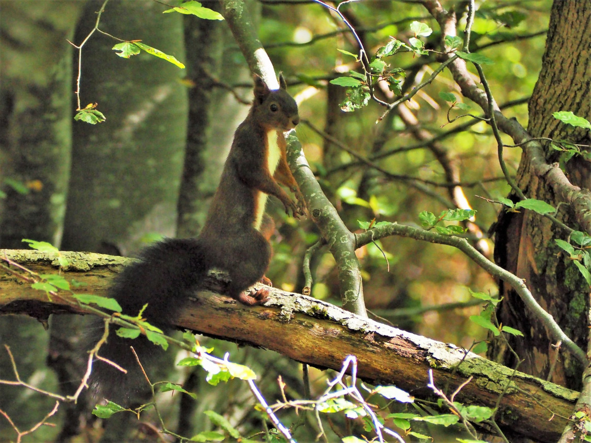 photo-ecureuil-remi-rivollier