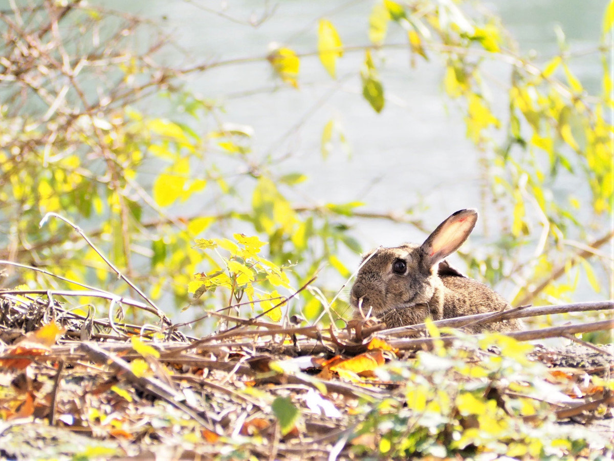 photo lapin -remi rivollier