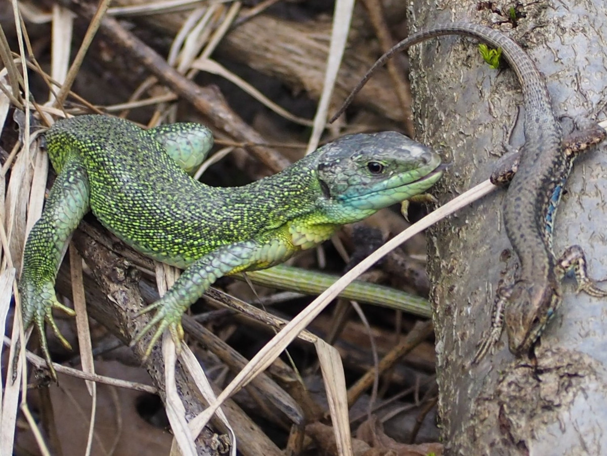 photo lezards remi rivollier