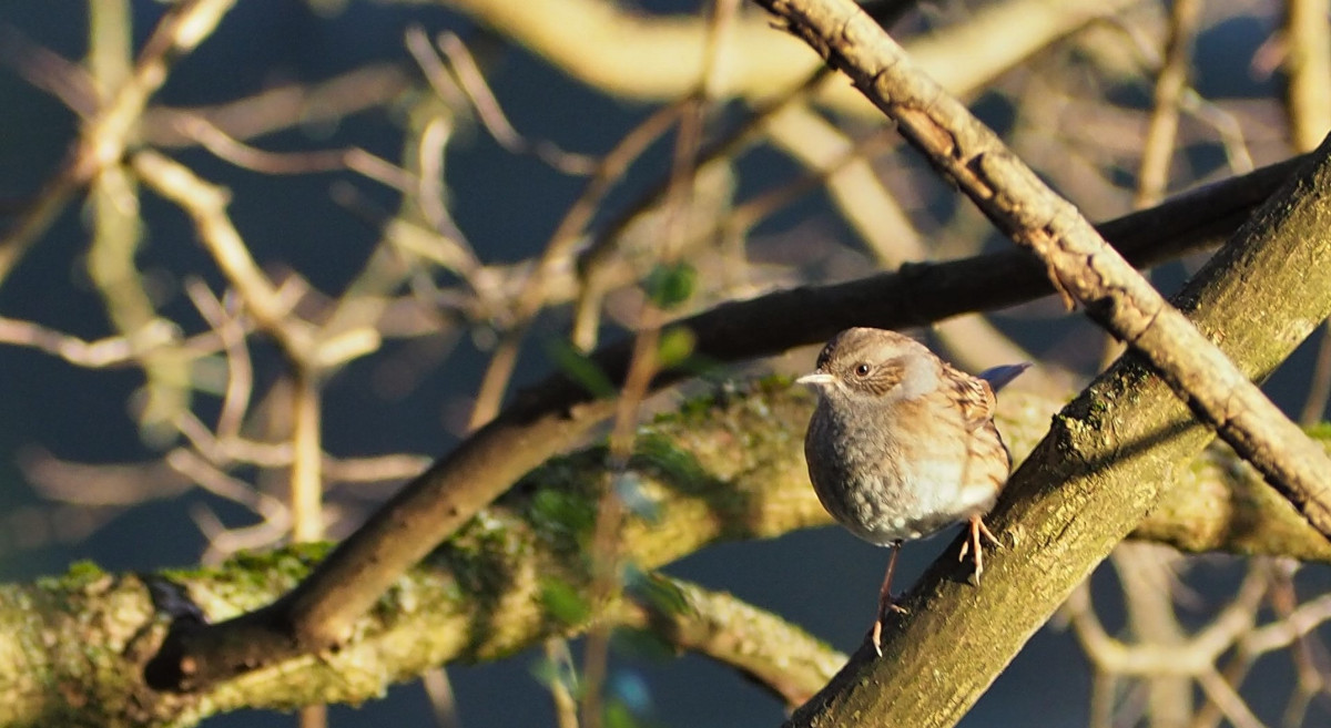 photo oiseau remi rivollier'